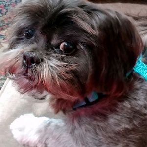 Meet your Posher, Diane